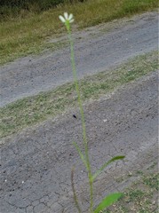 Melampodium cinereum