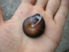 Caracolus sagemon