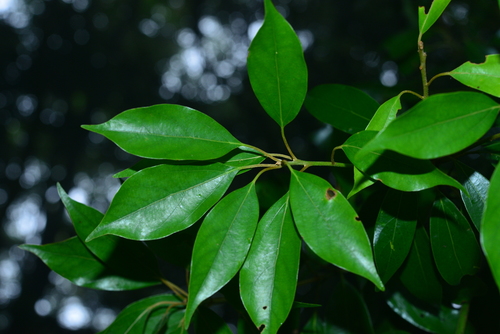 Neolitsea sericea iNat (1)
