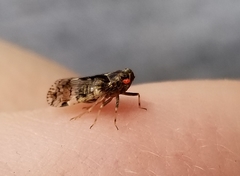 Melanoliarus placitus