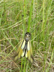 Libelloides coccajus