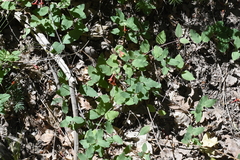 Lonicera arizonica
