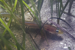Gnathophis