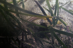Gnathophis