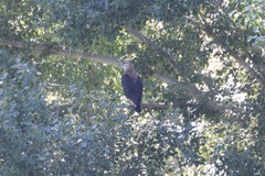 Haliaeetus leucoryphus