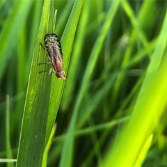 Trypetoptera canadensis