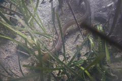 Gnathophis
