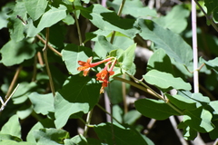 Lonicera arizonica