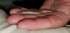 Plestiodon reynoldsi