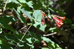 Lonicera arizonica