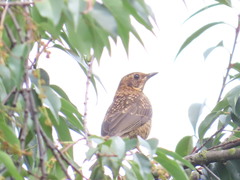 Turdus rufitorques