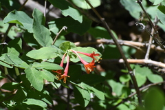 Lonicera arizonica