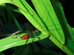 Conocephalus saltator