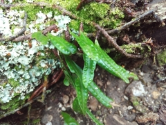 Microgramma heterophylla