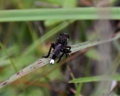 Promachus bastardii