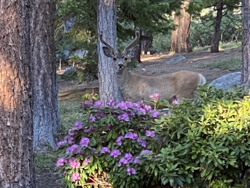 Mule Deer photographed in Nevada
