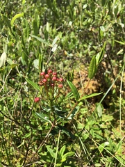 Kalmia polifolia