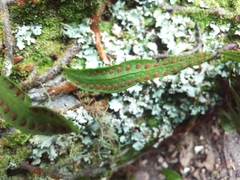 Microgramma heterophylla