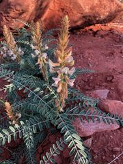Peteria thompsoniae