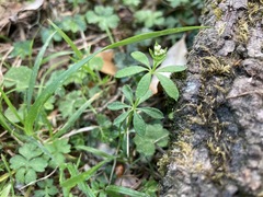 Galium echinocarpum