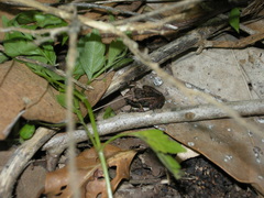 Eleutherodactylus goini