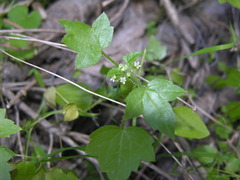 Drusa glandulosa