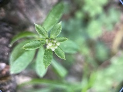 Galium echinocarpum