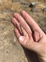 Aegilops triuncialis