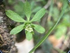 Galium echinocarpum