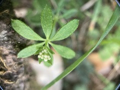 Galium echinocarpum