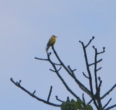 Oriolus tenuirostris