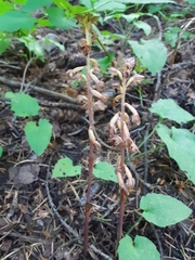 Corallorhiza striata vreelandii
