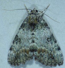 Catocala connubialis