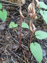 Corallorhiza striata vreelandii