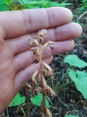 Corallorhiza striata vreelandii