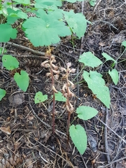 Corallorhiza striata vreelandii