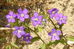 Legousia speculum-veneris