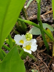 Sagittaria rigida