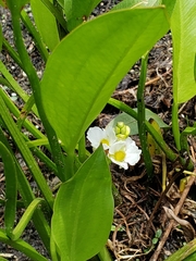 Sagittaria rigida