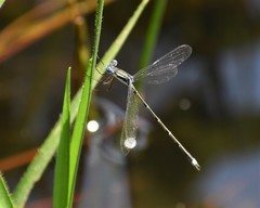 Lestes rectangularis