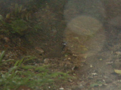 Starnoenas cyanocephala