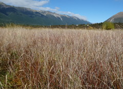 Schoenus pauciflorus