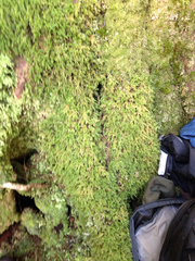 Pseudisothecium cardotii