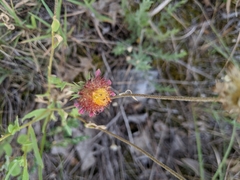 Gaillardia aestivalis