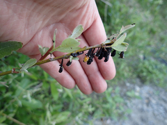 Chrysomela confluens