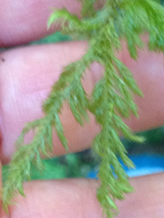 Pseudisothecium cardotii