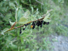 Chrysomela confluens