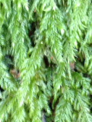 Pseudisothecium cardotii