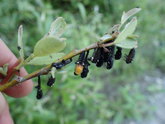 Chrysomela confluens