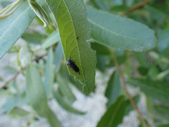 Chrysomela confluens